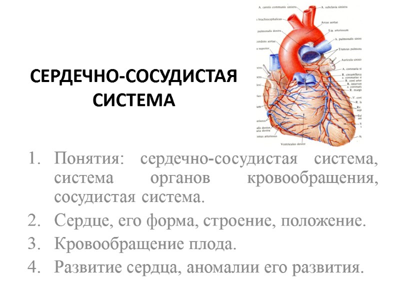 СЕРДЕЧНО-СОСУДИСТАЯ СИСТЕМА Понятия: сердечно-сосудистая система, система органов кровообращения, сосудистая система.  Сердце, его форма,